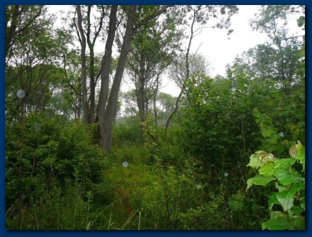 624x474 pixels (158K)